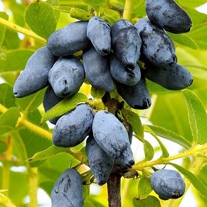 New large-fruited resistant honeysuckle variety Yugana