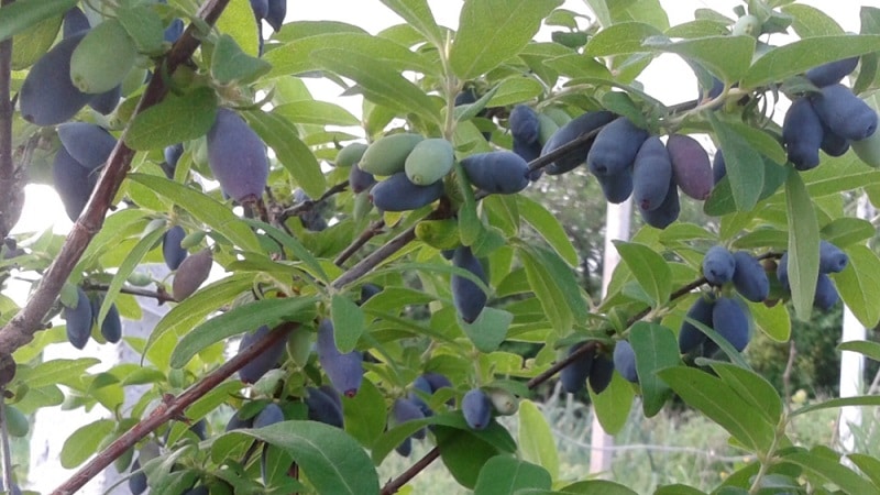 New large-fruited resistant honeysuckle variety Yugana