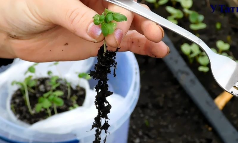 Easily and simply pick basil according to step-by-step instructions