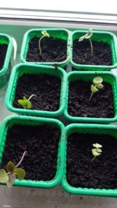 Easily and simply pick basil according to step-by-step instructions