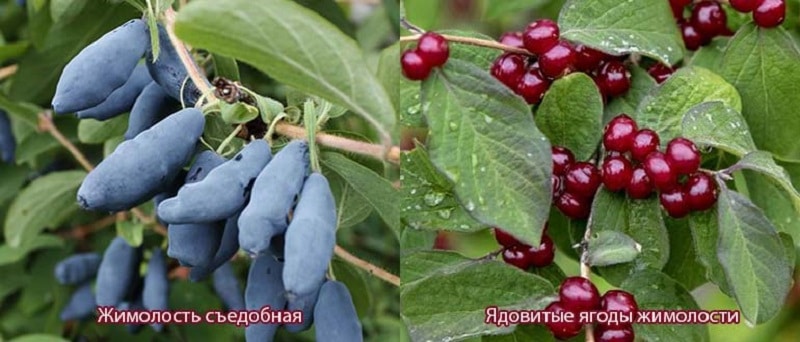 Useful properties and contraindications of honeysuckle for women
