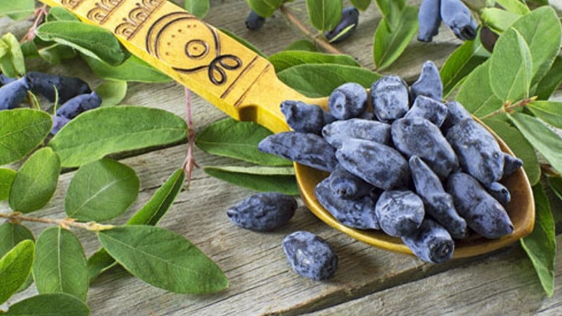 honeysuckle beneficial properties for women