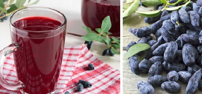 Useful properties and contraindications of honeysuckle for women
