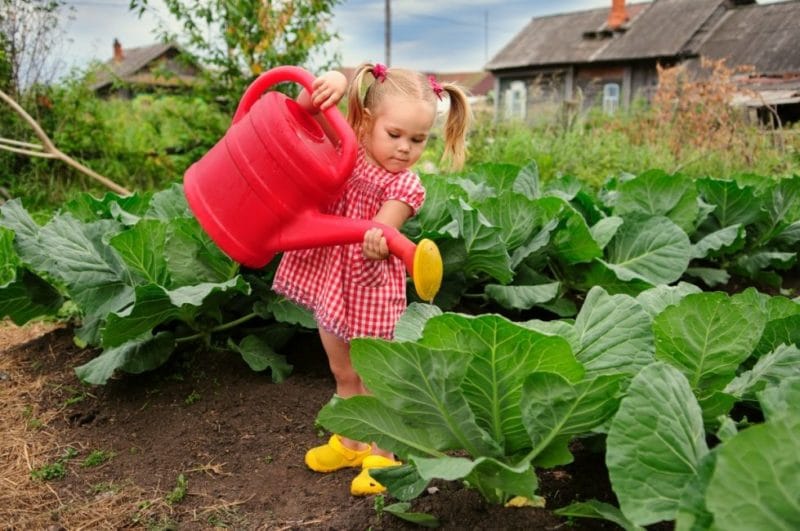 how to water cabbage in open ground