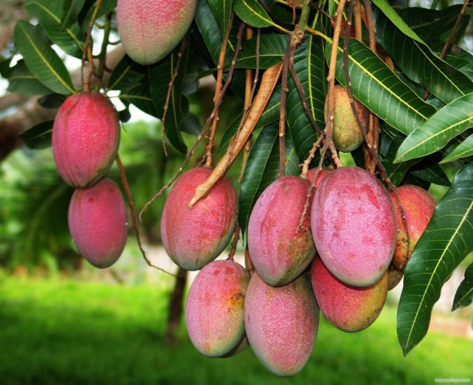 mango tree