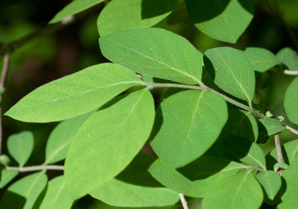 honeysuckle leaves