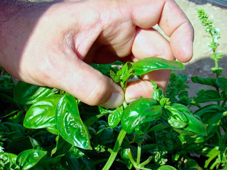 how to pinch basil