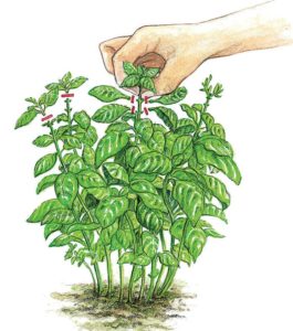 When and how to pinch basil correctly and why this procedure is needed