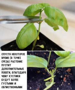 When and how to pinch basil correctly and why this procedure is needed