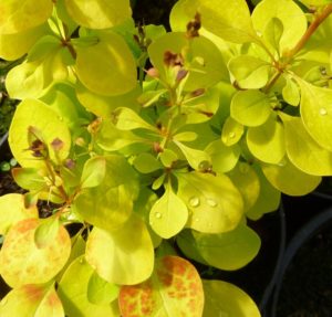 barberry yellow maria