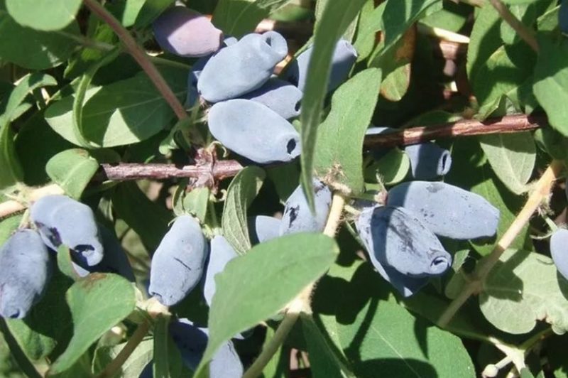 Honeysuckle Lapis Lazuli