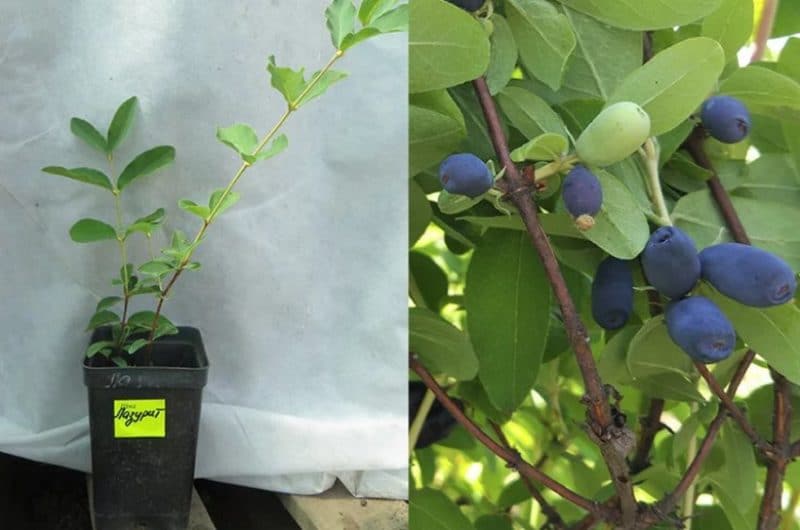 honeysuckle lapis lazuli variety description
