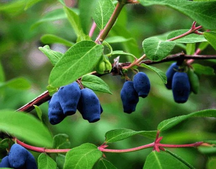 blue-eyed honeysuckle