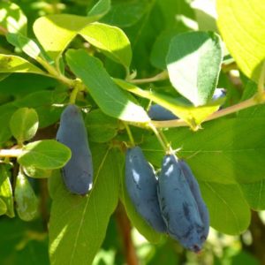 Early fruiting variety of honeysuckle Viola