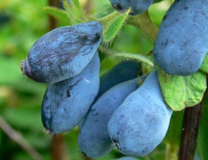 Honeysuckle Wojtek