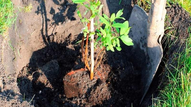 High-yielding sweet variety of honeysuckle Indigo jam