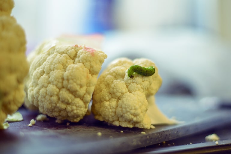 Why do worms appear in cauliflower and how to get rid of them