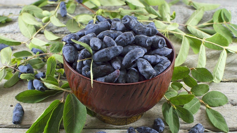 High-yielding tasty variety of honeysuckle Slastena