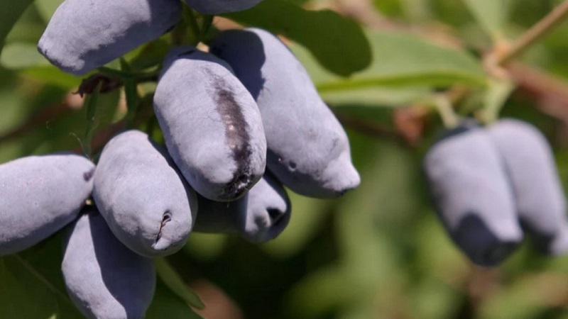 High-yielding tasty variety of honeysuckle Slastena