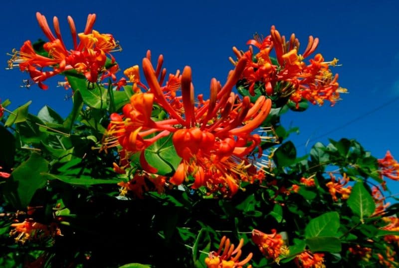 honeysuckle fuchsia
