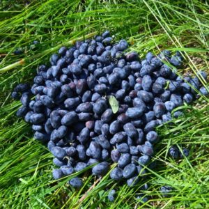 Reasons why honeysuckle is bitter and what to do if the berries are bitter