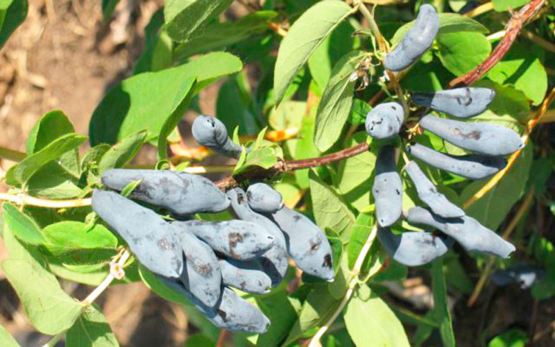 Siberian honeysuckle
