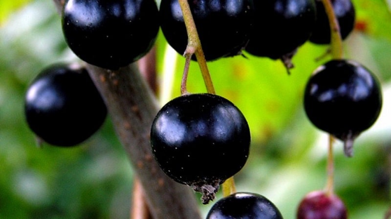 What is good about the Charovnitsa currant variety and how to grow it correctly
