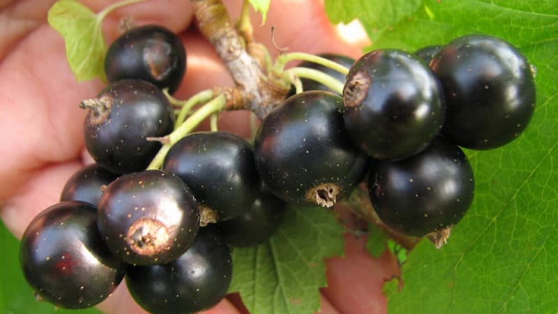 pygmy currant reviews from gardeners