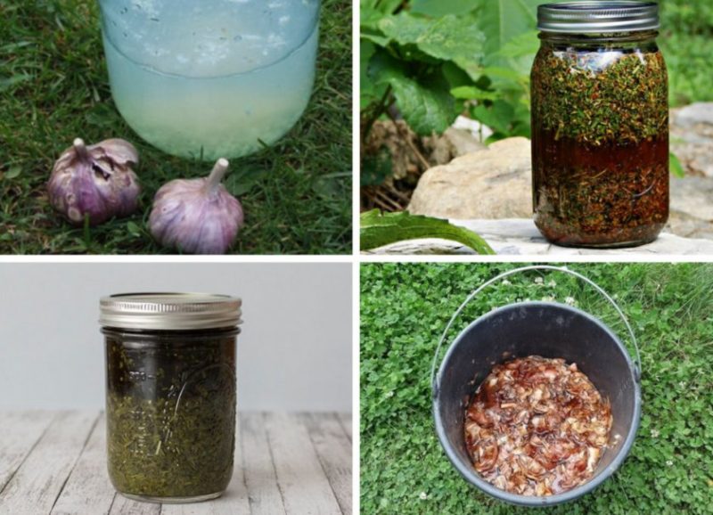 Why currant scab is dangerous and how to effectively combat it