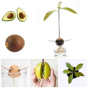We grow a strange fruit at home: how to plant an avocado and care for it correctly