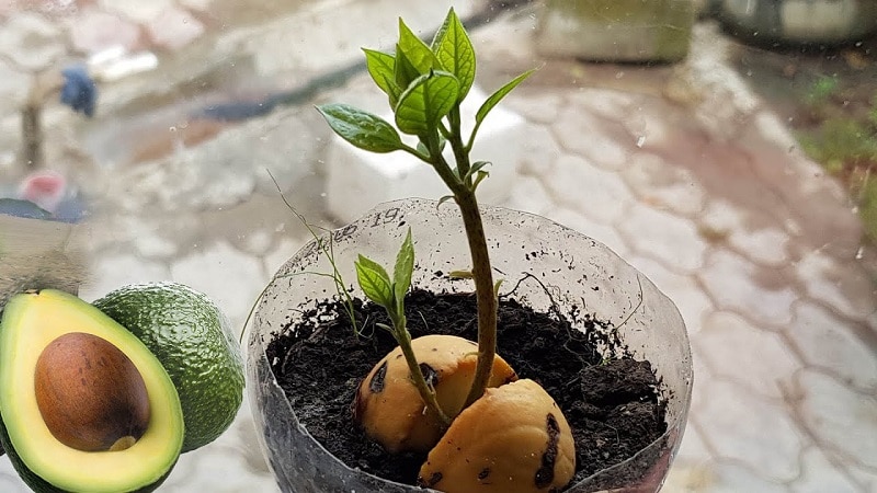 We grow a strange fruit at home: how to plant an avocado and care for it correctly