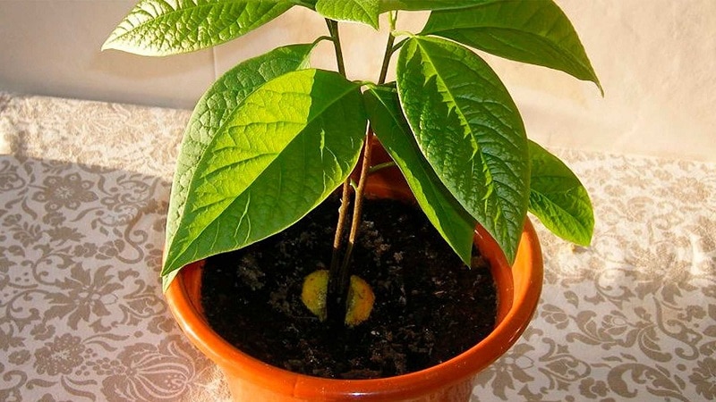 We grow a strange fruit at home: how to plant an avocado and care for it correctly