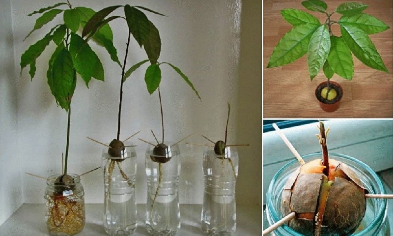 We grow a strange fruit at home: how to plant an avocado and care for it correctly