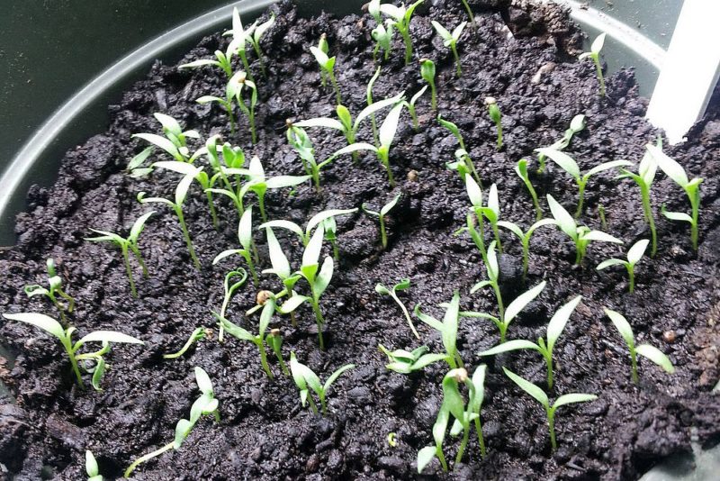 How to grow barberry from seeds at home and in open ground
