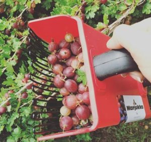 mechanized gooseberry harvesting