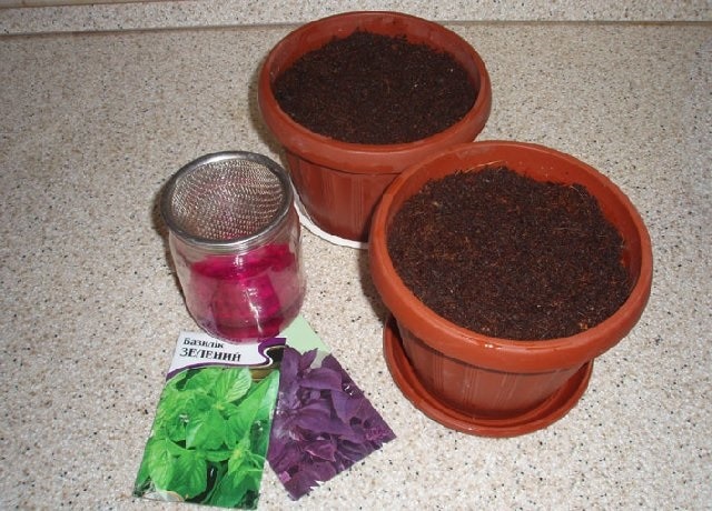 basil when to collect seeds