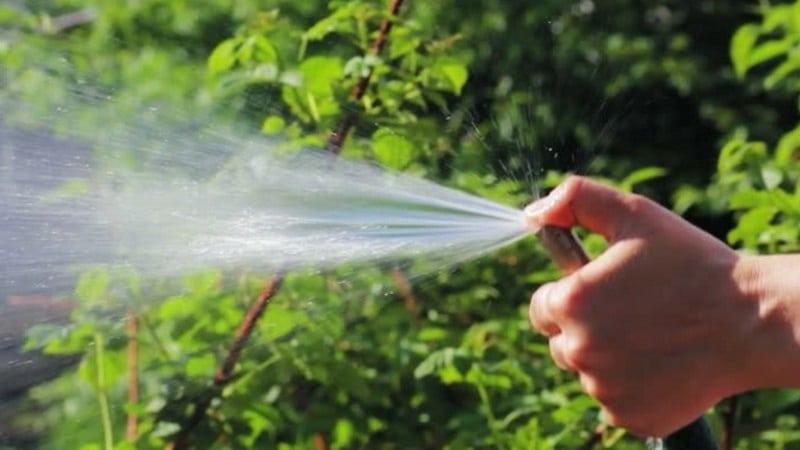 watering currants