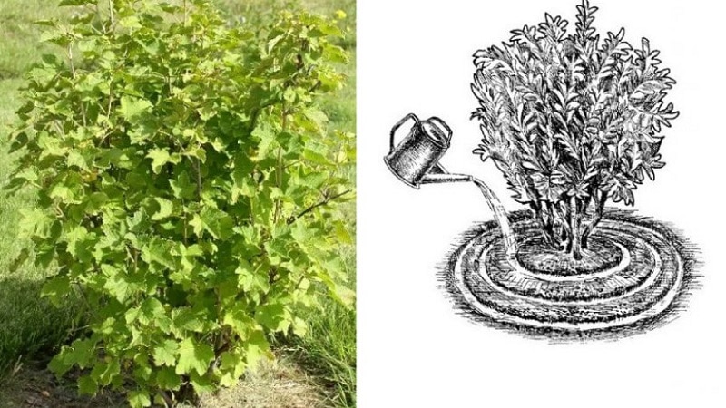 how often to water currants
