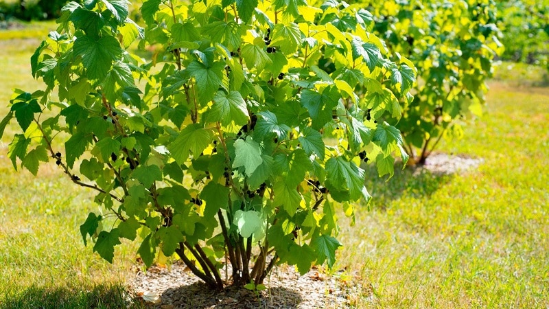 watering currants