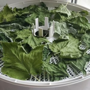 Preparing berries correctly: how to dry blackcurrants in an electric dryer