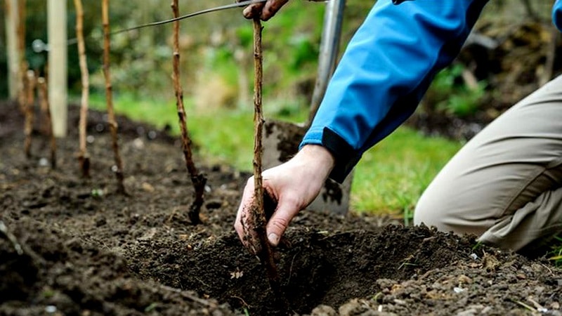 when to plant raspberries