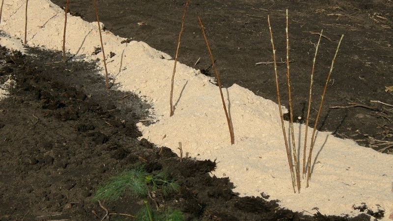 When is the best time to plant raspberries?