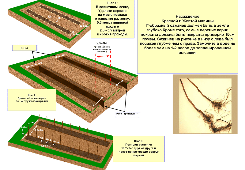when to plant raspberries in spring or autumn