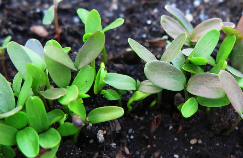 How to grow barberry from seeds at home and in open ground