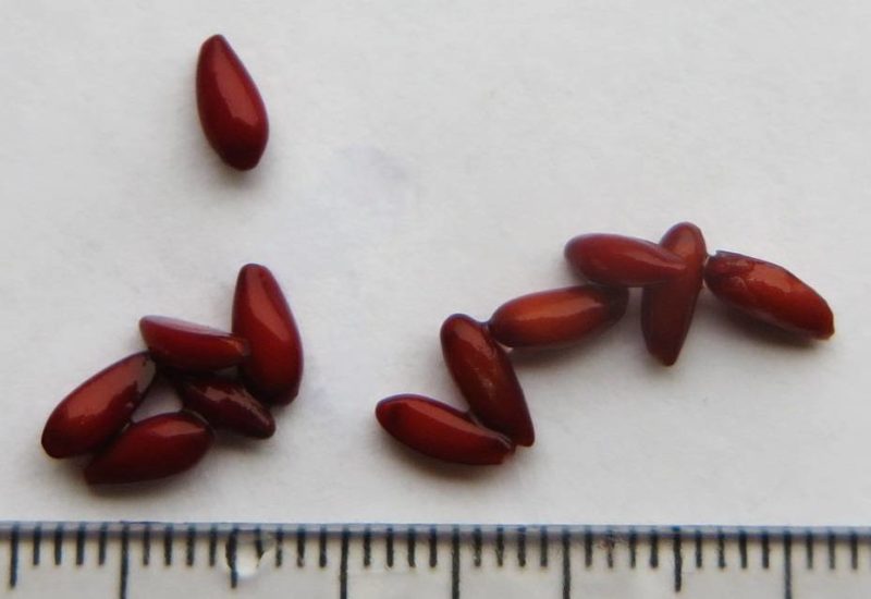 barberry seeds