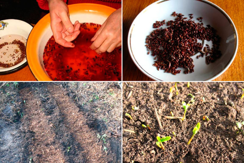 Barberry from seeds