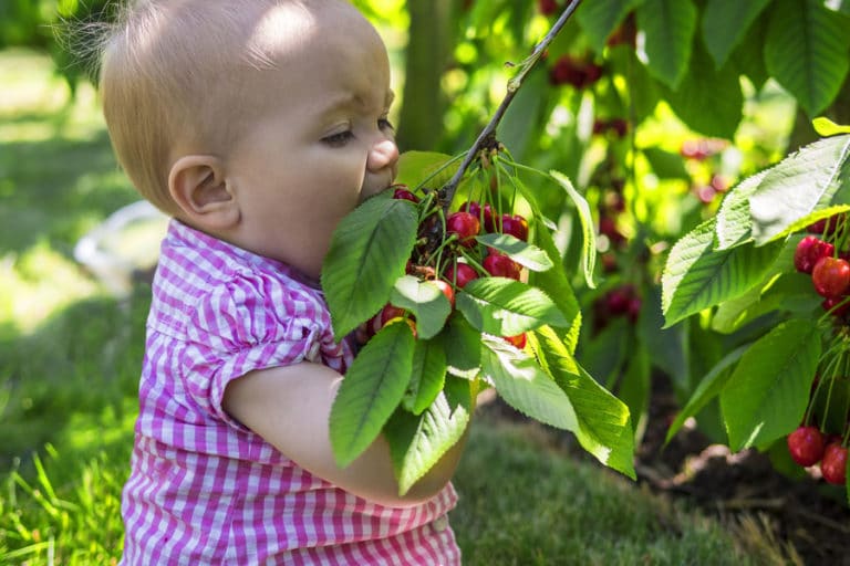 Are cherries allowed during breastfeeding? What are the benefits for mother and baby?