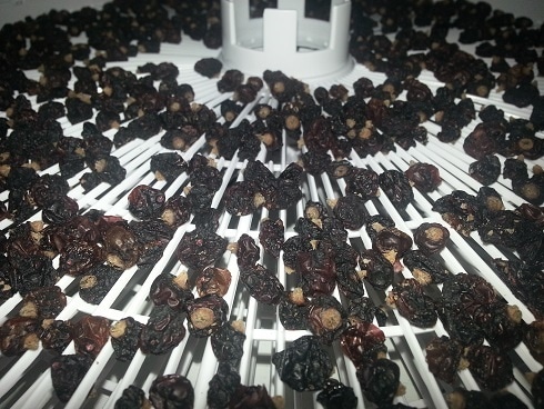 Preparing berries correctly: how to dry blackcurrants in an electric dryer