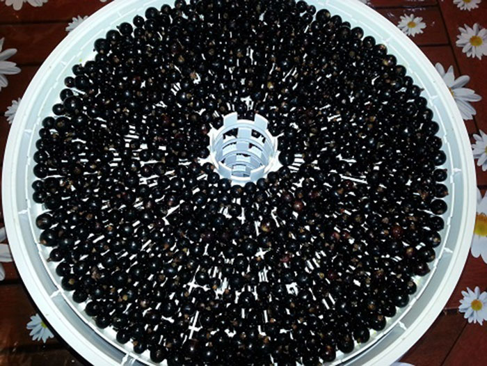 Preparing berries correctly: how to dry blackcurrants in an electric dryer