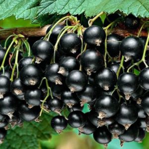 black currant black pearl